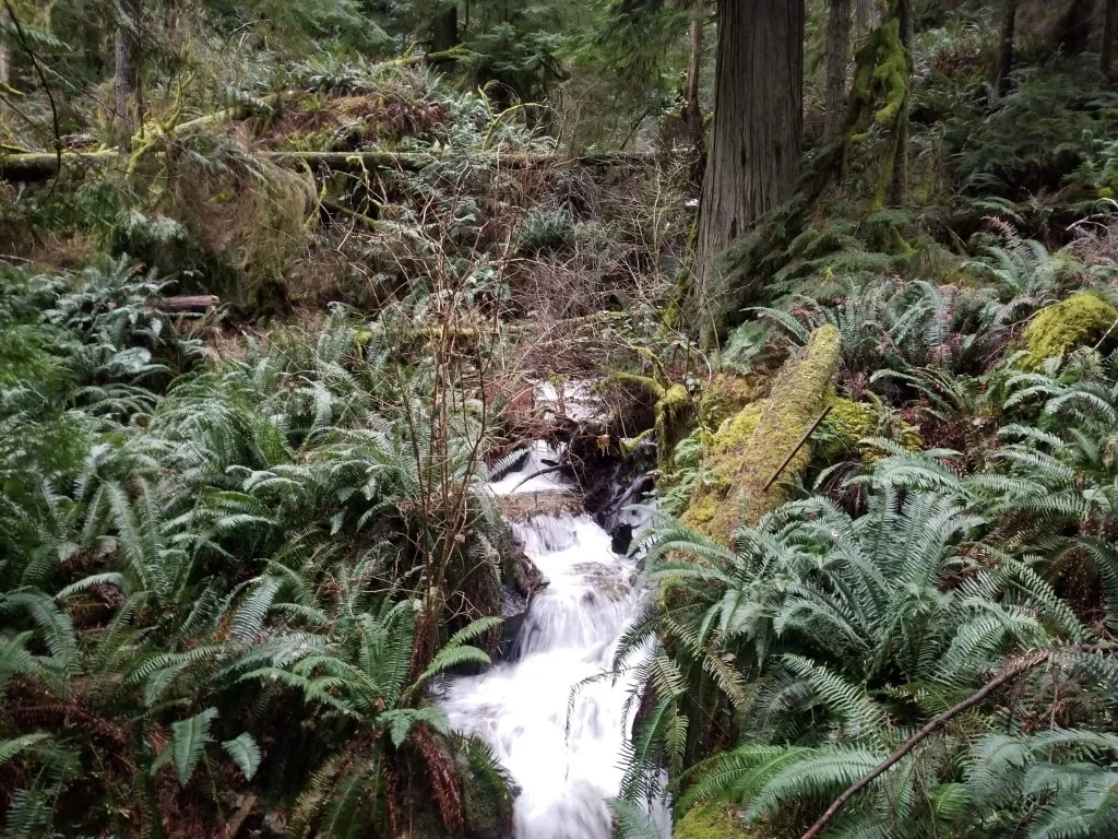 Through the Thicket: Understanding AuDHD Attention