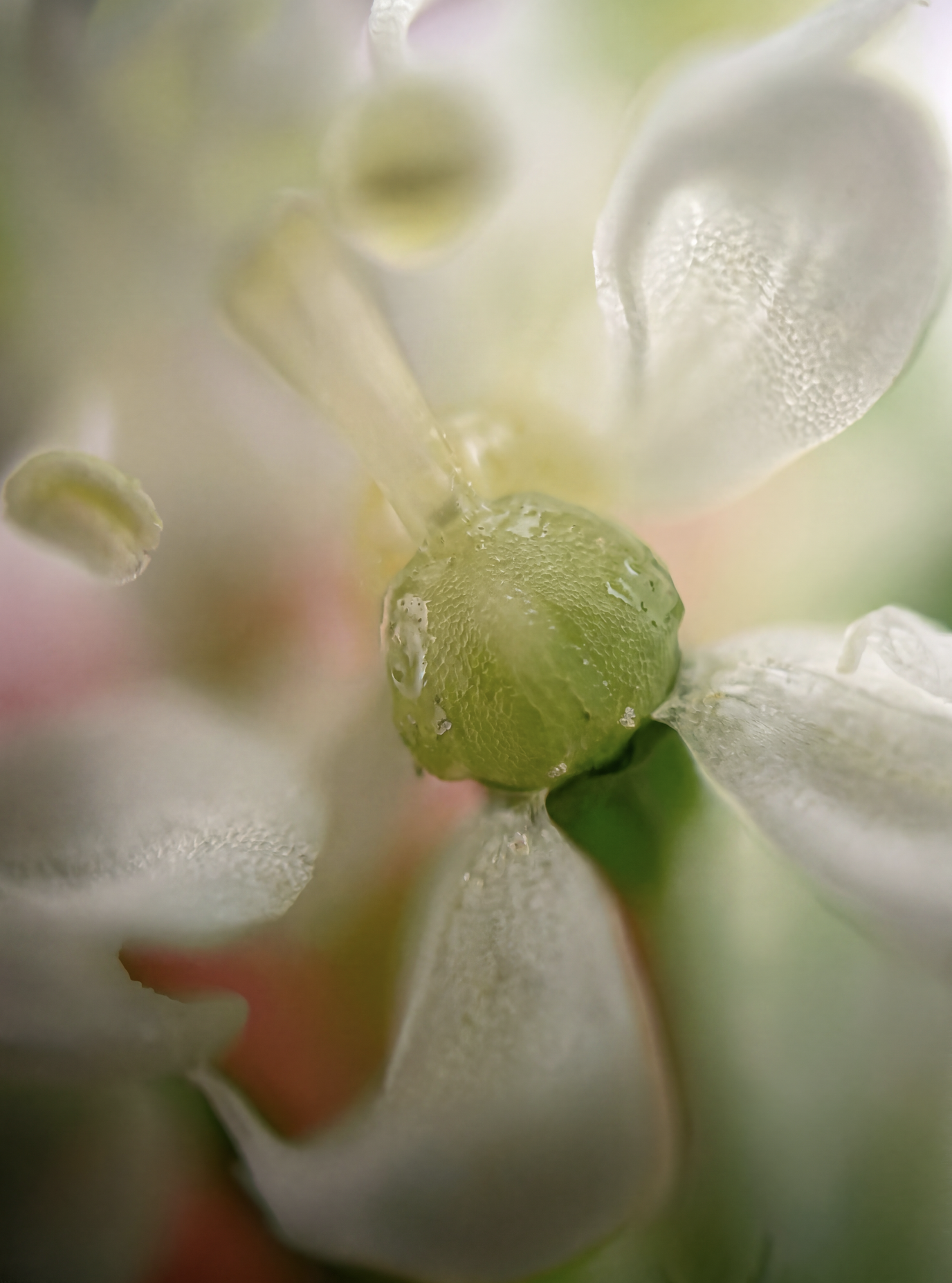 Premier plan d'une petite baie verte entourée de fleurs blanches et de pétales flous.