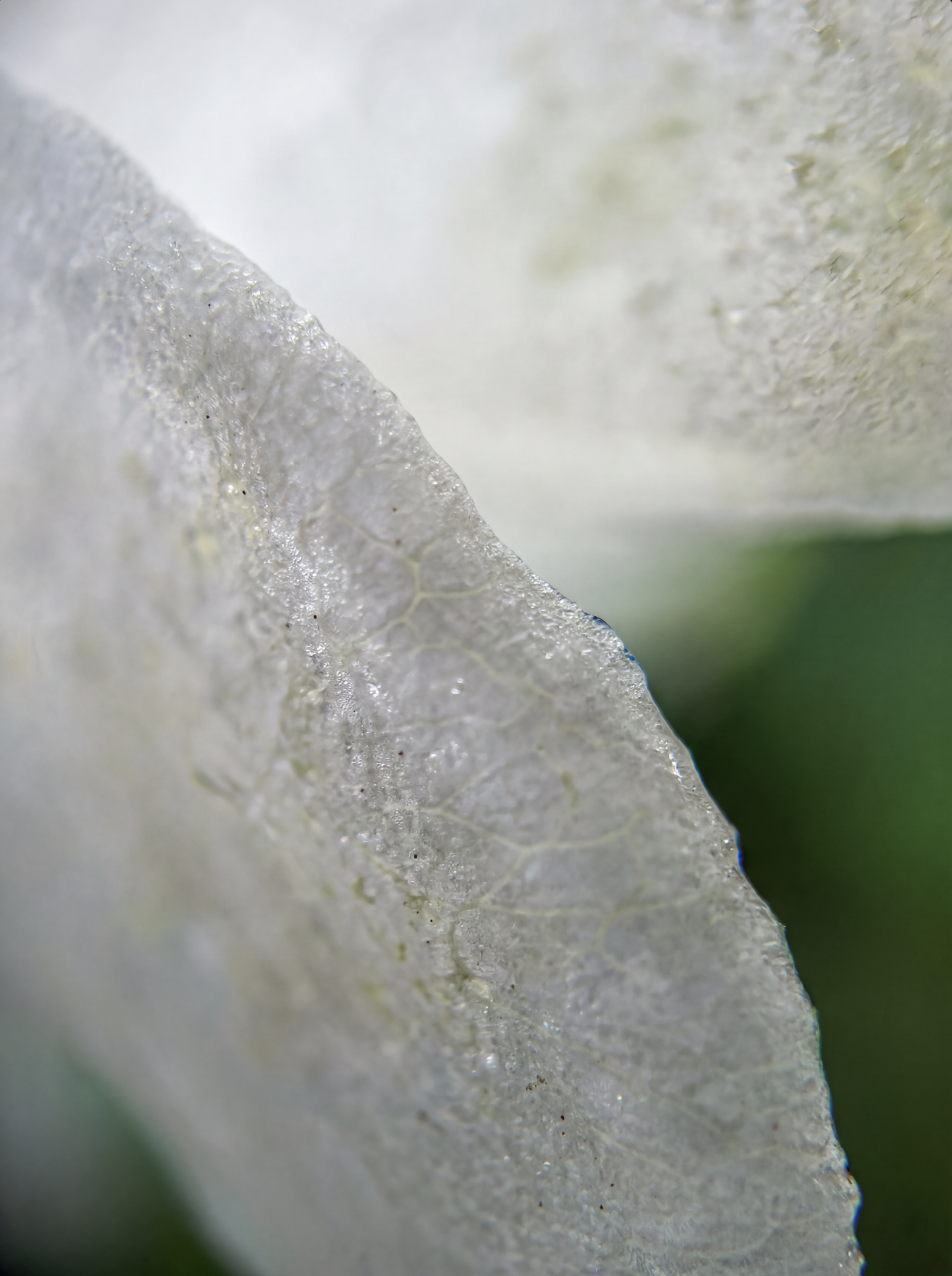 Gros plan d'une feuille ou d'une surface végétale avec une texture froissée, translucide et légèrement humide, avec des teintes de vert pâle et de blanc.