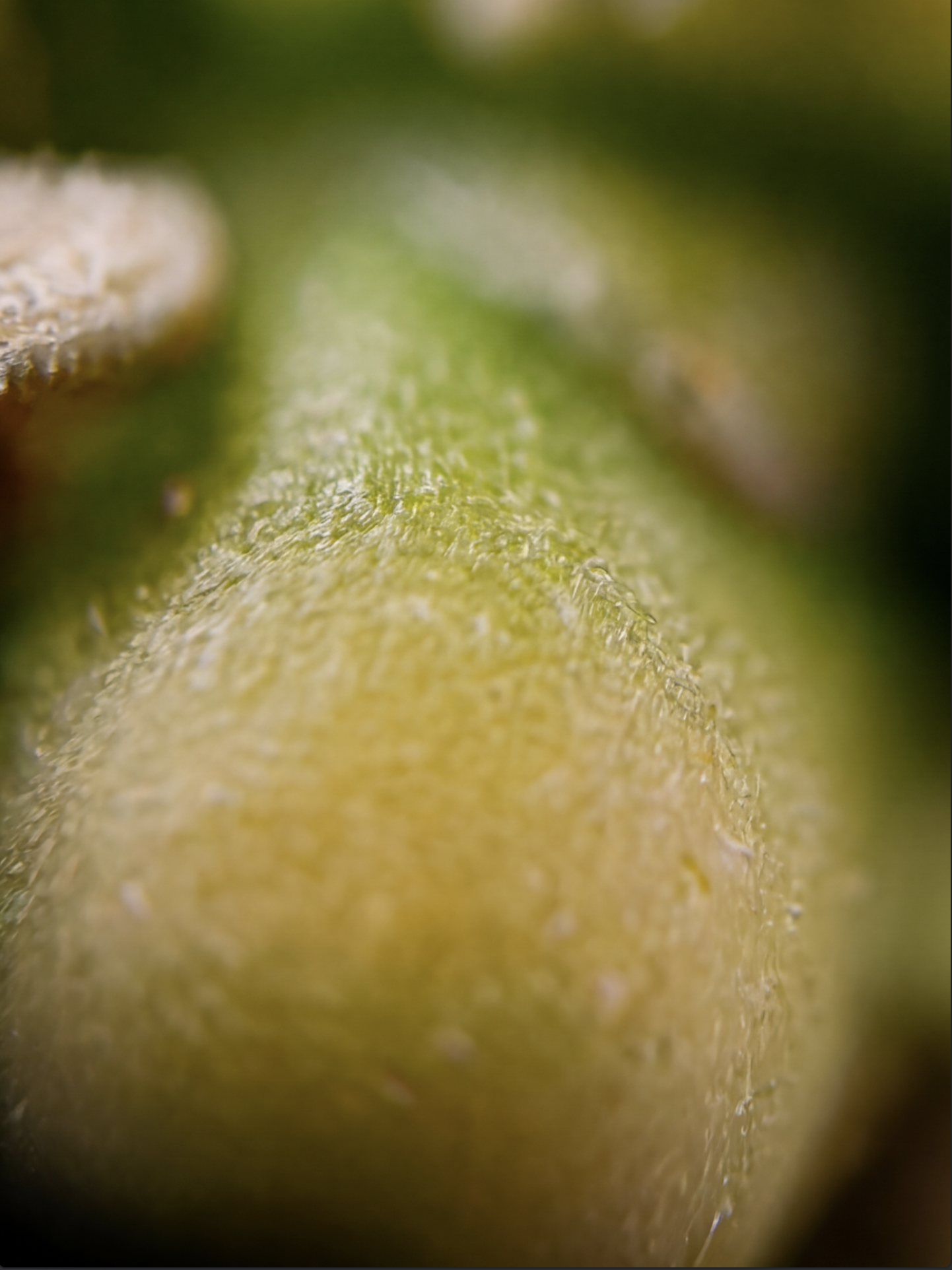 Gros plan d'une surface de kiwi, montrant sa texture avec des petites graines et une chair verte.