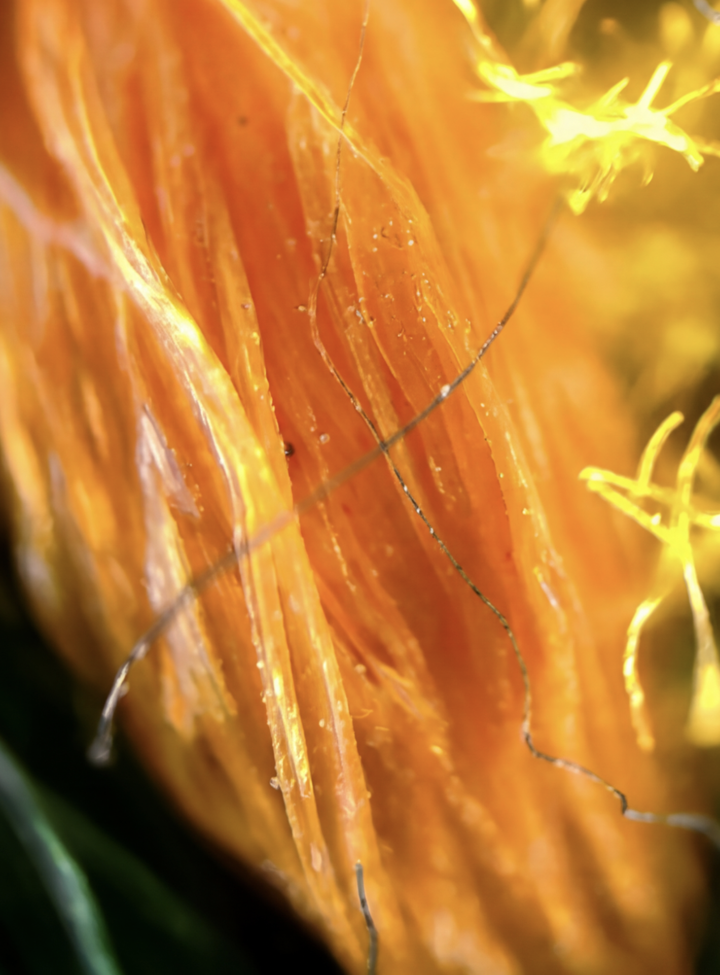 Gros plan d'un fruit orange avec des filaments et des détails enTexture.