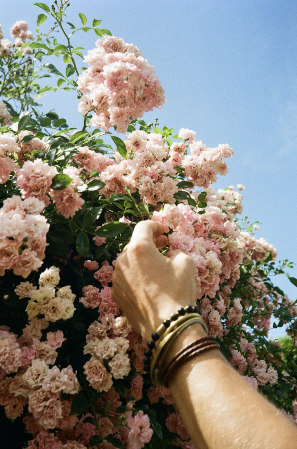 Une main touche des fleurs roses sur un buisson, avec un ciel bleu en arrière-plan.