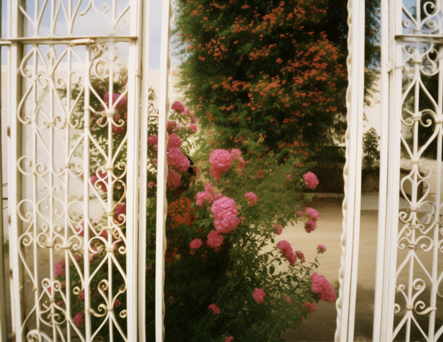 Vue à travers une porte en fer blanc ornée de motifs décoratifs, donnant sur un jardin avec des fleurs roses et un arbre à fleurs orange.