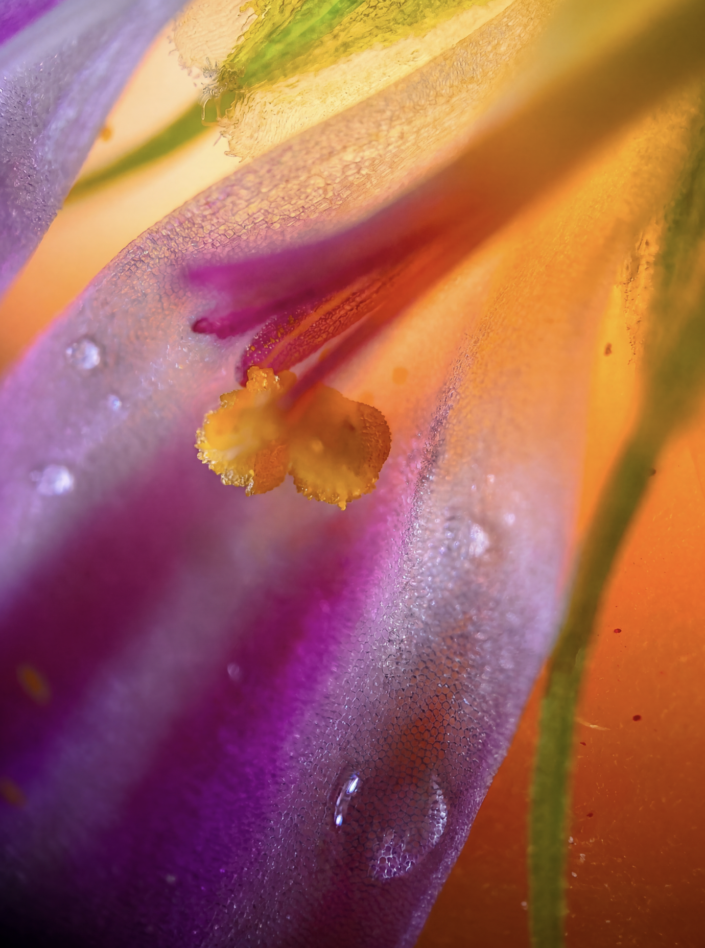 Gros plan d'une fleur colorée avec des pétales violets, roses, orange et vert, et ses étamines jaunes et orange, avec de la rosée sur la surface.