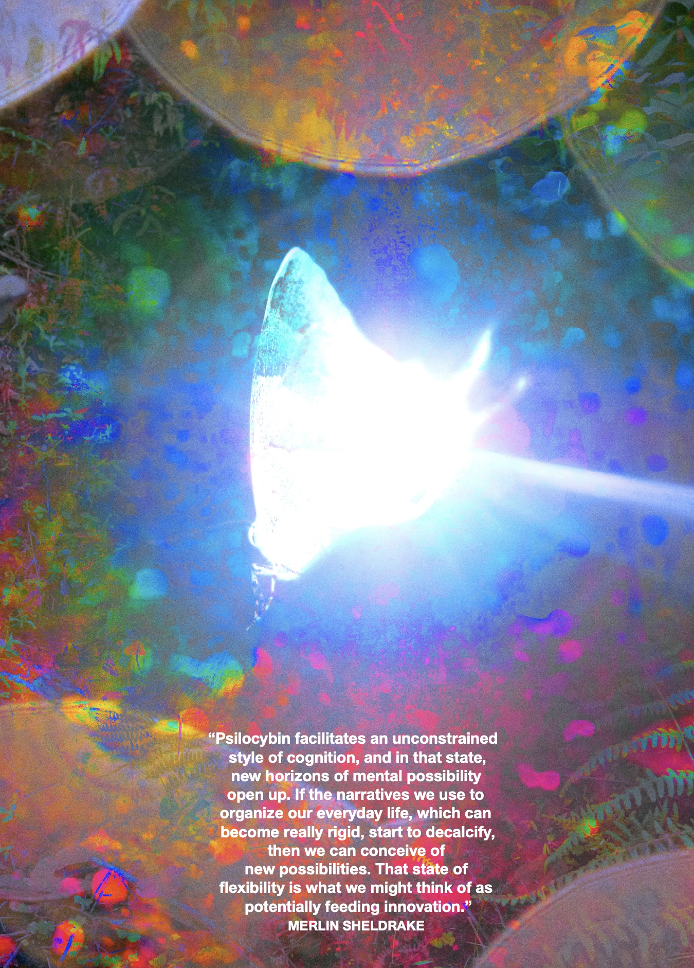 Atmos Magazine, Bodhi Shola, fungi, psychedelics, mexico, ecology, culture, photography, art