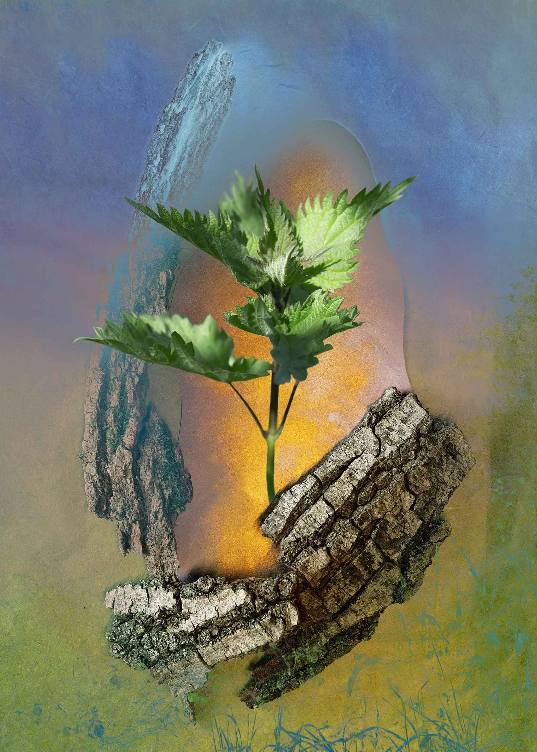 fine art, photography, nature, nettle, plant medicine, regeneration