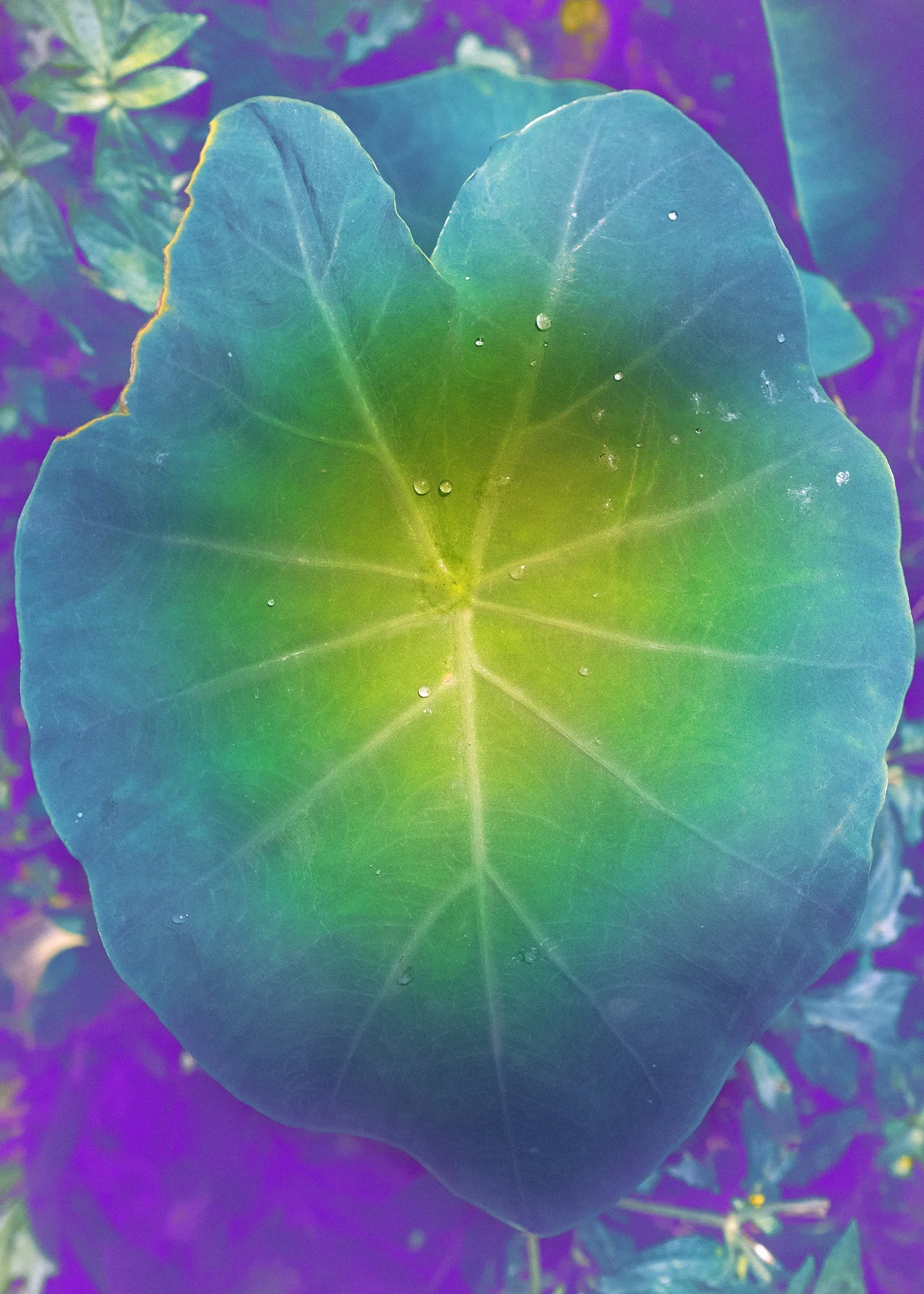 Atmos Magazine, Bodhi Shola, india, travel, nature psychedelics, mexico, ecology, culture, photography, art