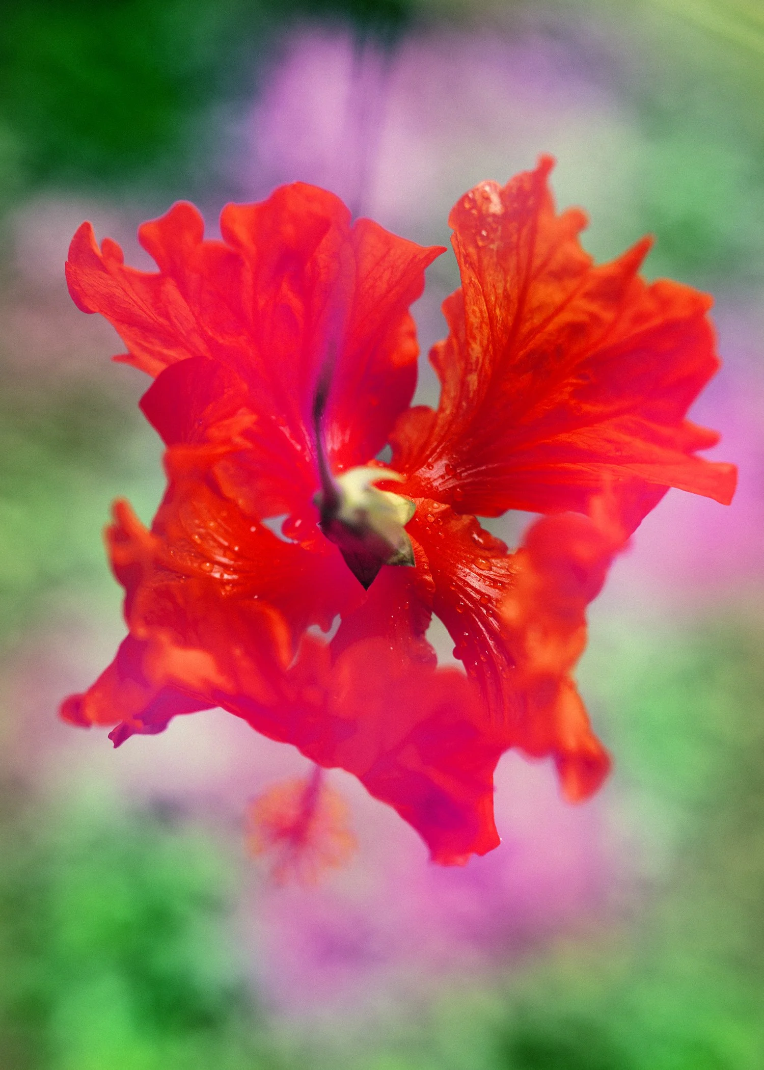 plant medicine, flower, photography, hibiscus, bodhi shola, ecology
