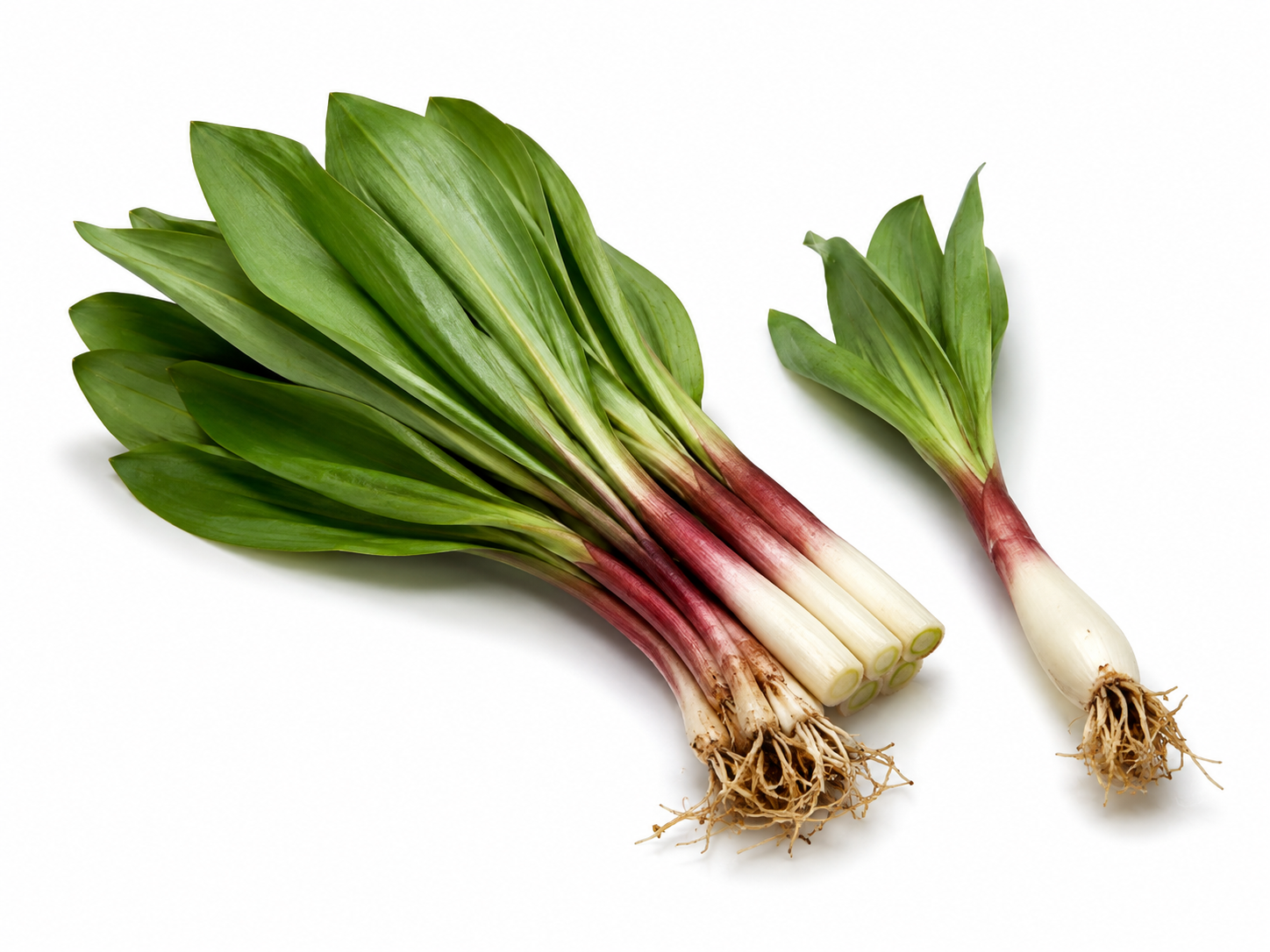 Fresh ramps with broad green leaves, reddish stems and white bulbs, shown whole and cut.