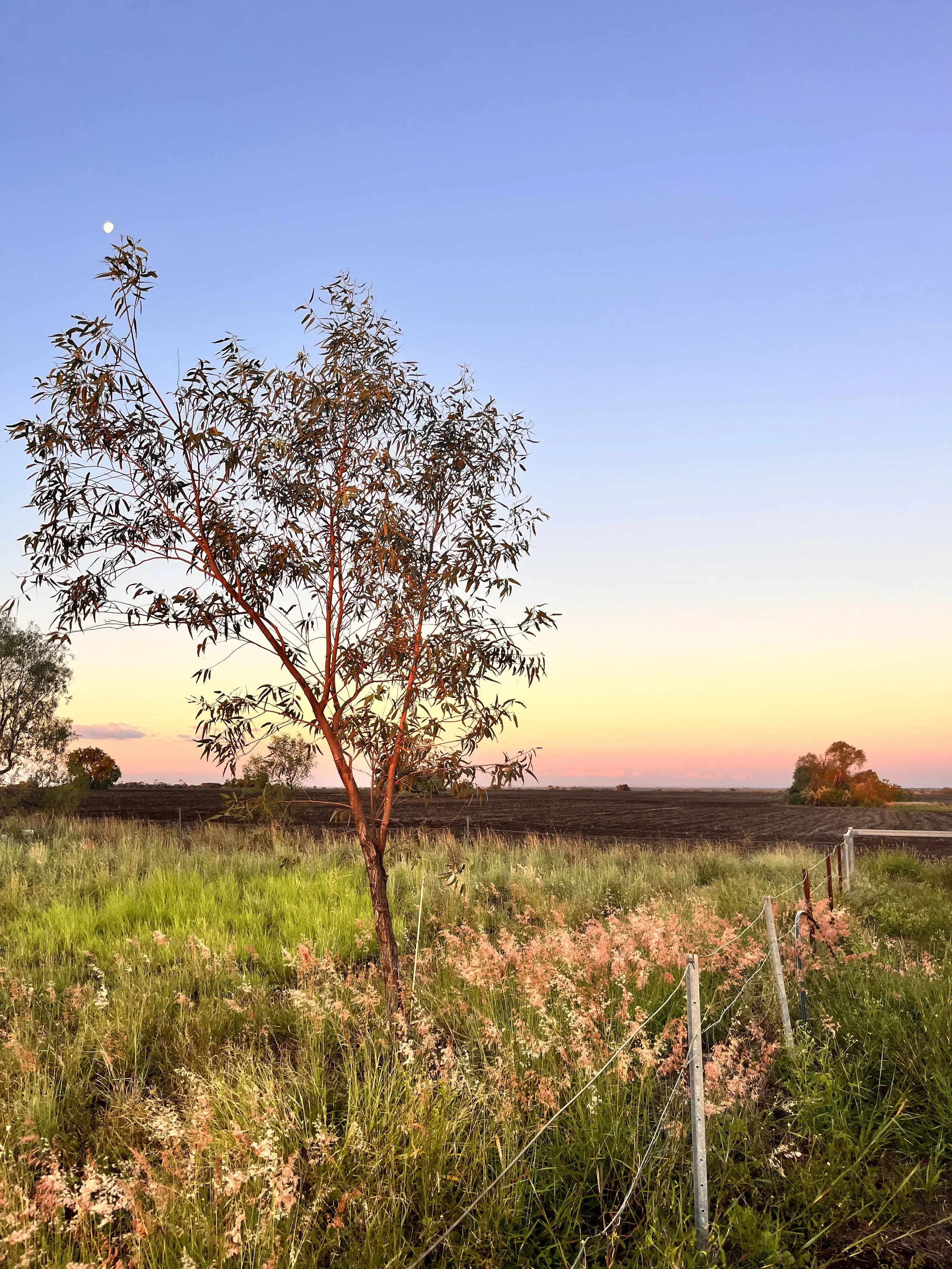 Gindie - many brigalow