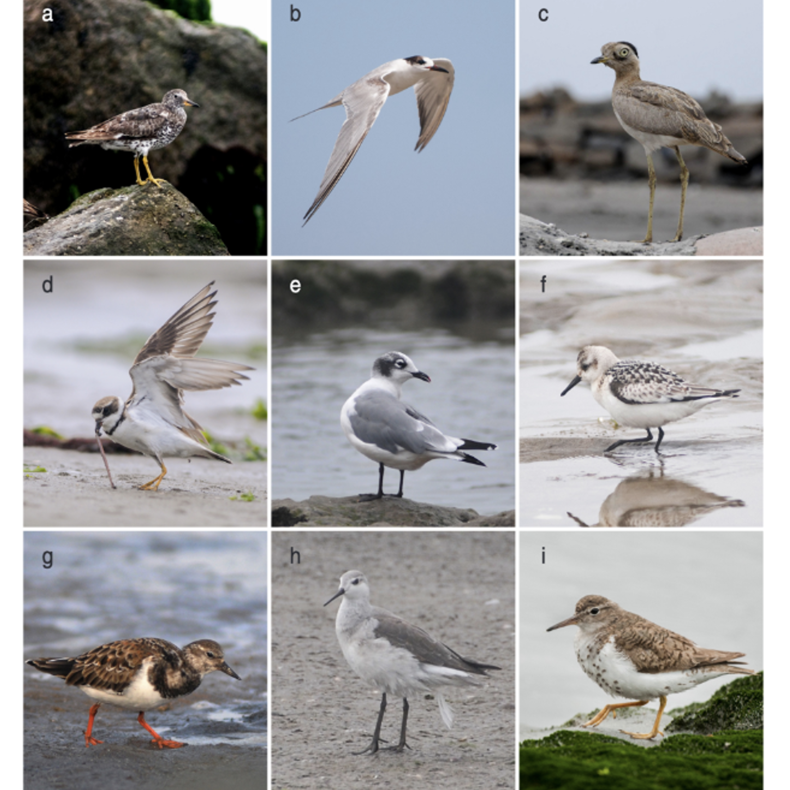 Figure 1: Shorebirds from Bird guide for this wetland. Photo: Jorge Podesta