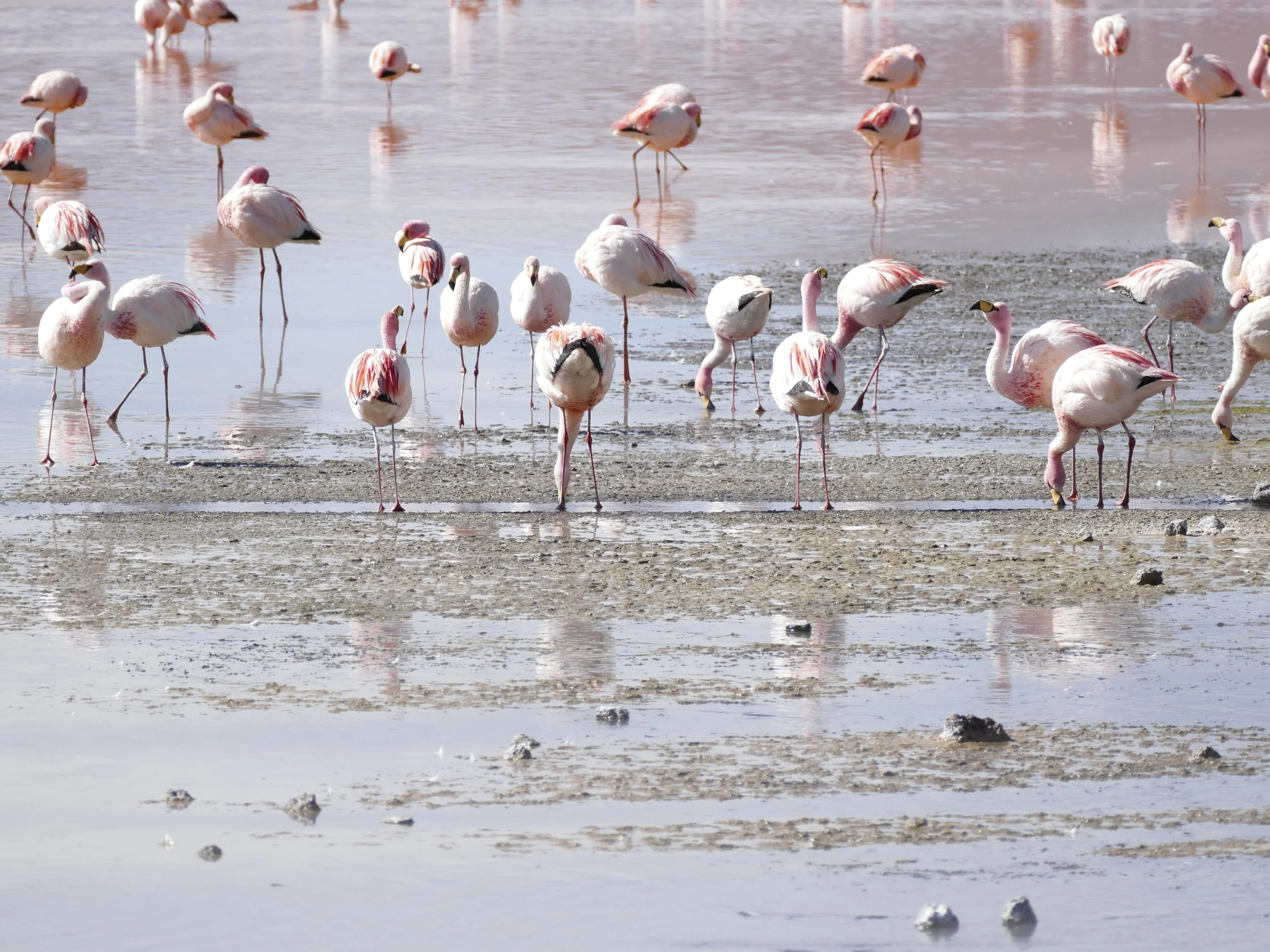 Flamingos