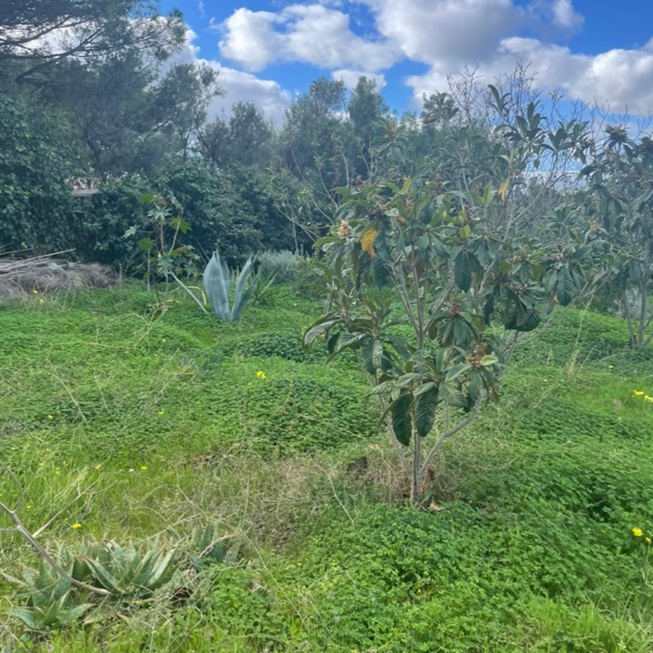 Figure 2: An example of forest gardening at the headquarters of Food Forest Sardegna in Assemini, photo by Carla de Agostini.