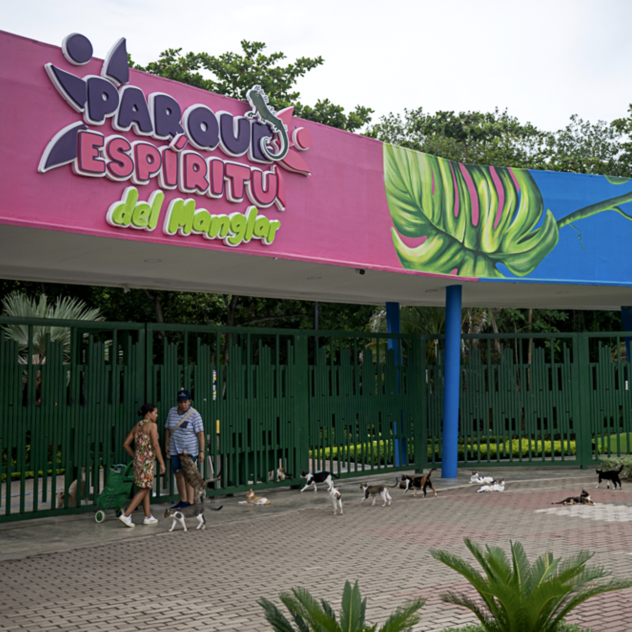 Figure 2: Closed entrance to the Parque Espiritu Manglar with the abandoned cats waiting for their food. Photo: Philipp Montenegro