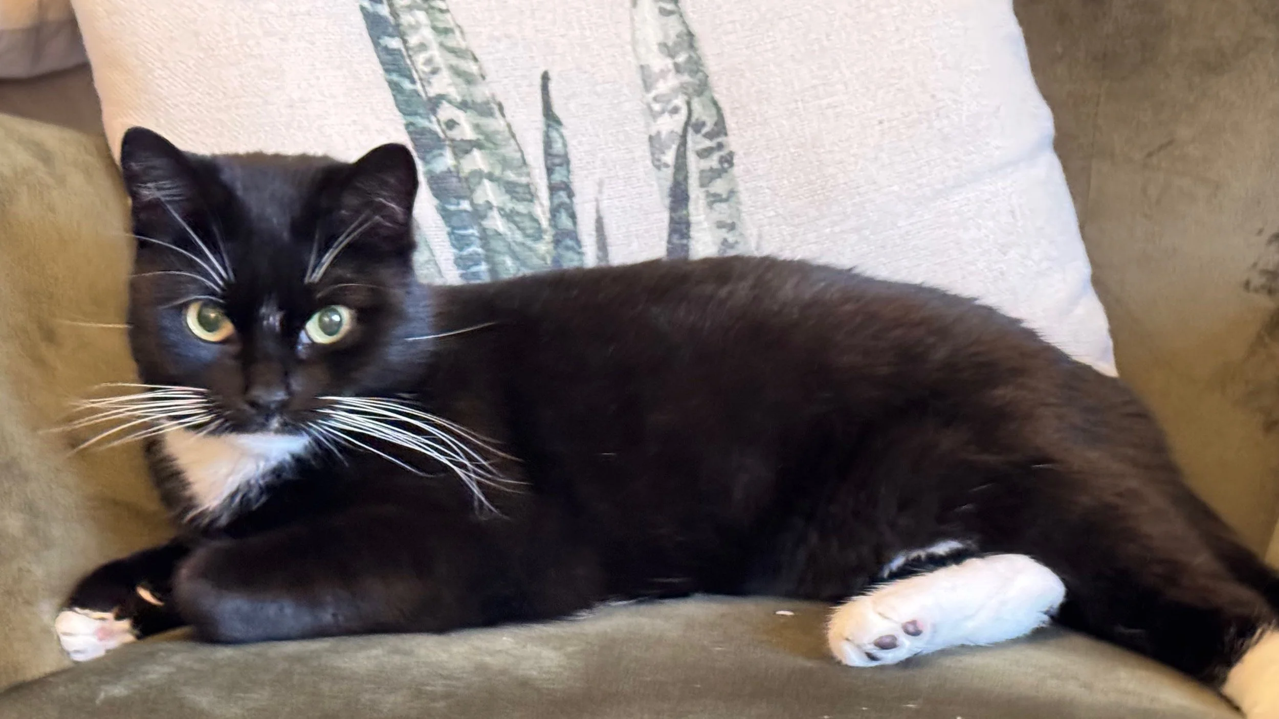 Schwarz-weiße Katze liegt auf einem Sofa mit einem Kissen im Hintergrund.
