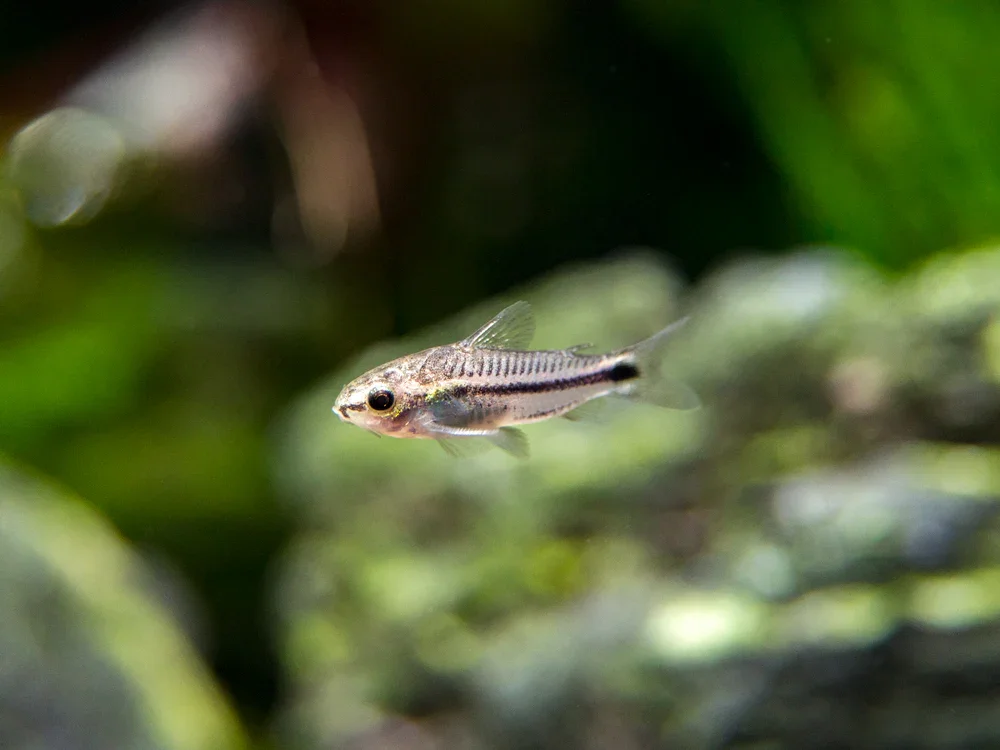 Pygmy Corydoras