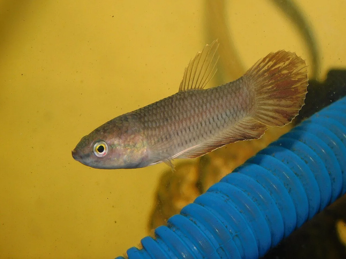 Betta_picta.jpg