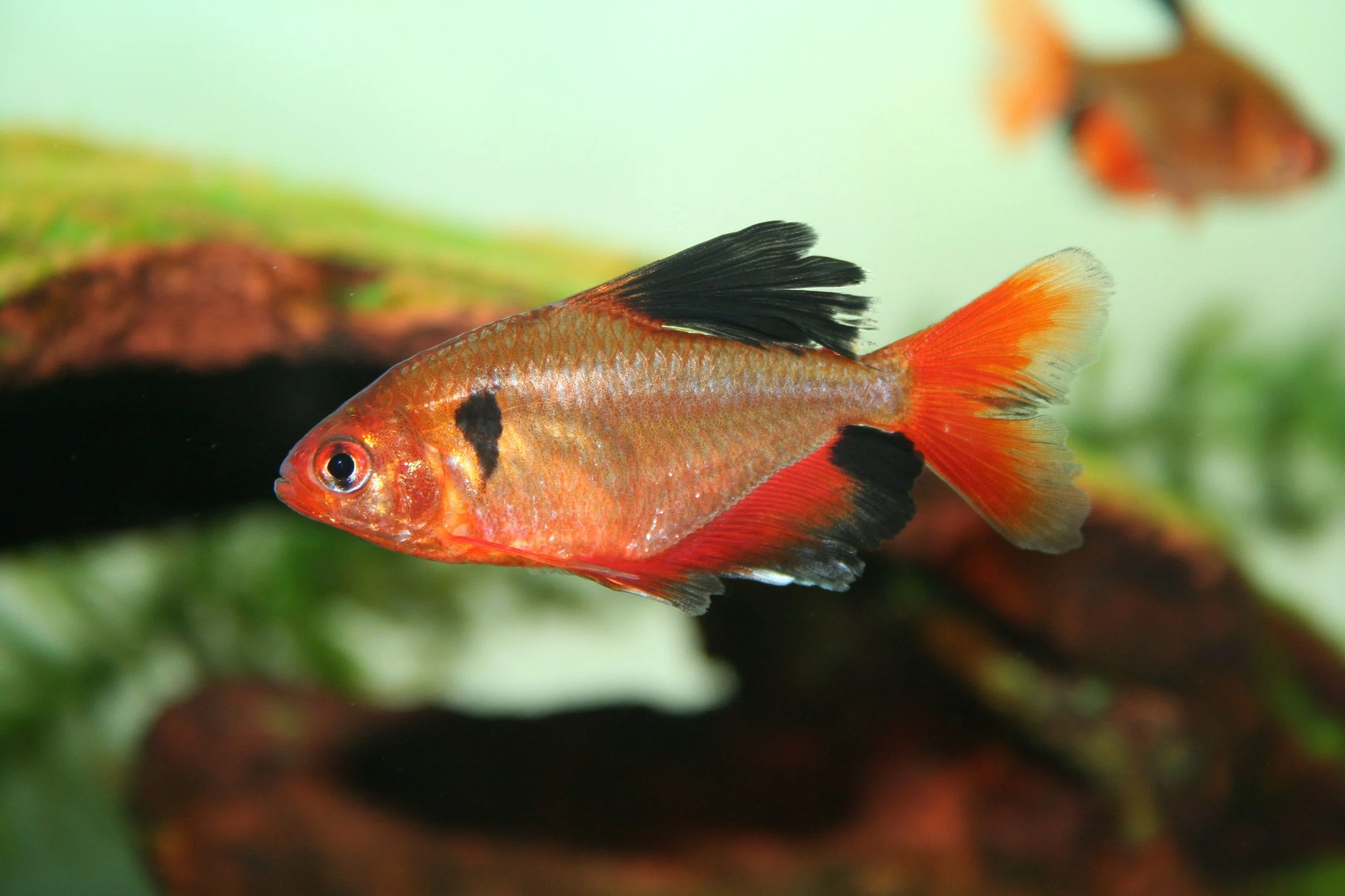Serpae_Tetra_Faucon-56a330613df78cf7727c4dc1.jpg