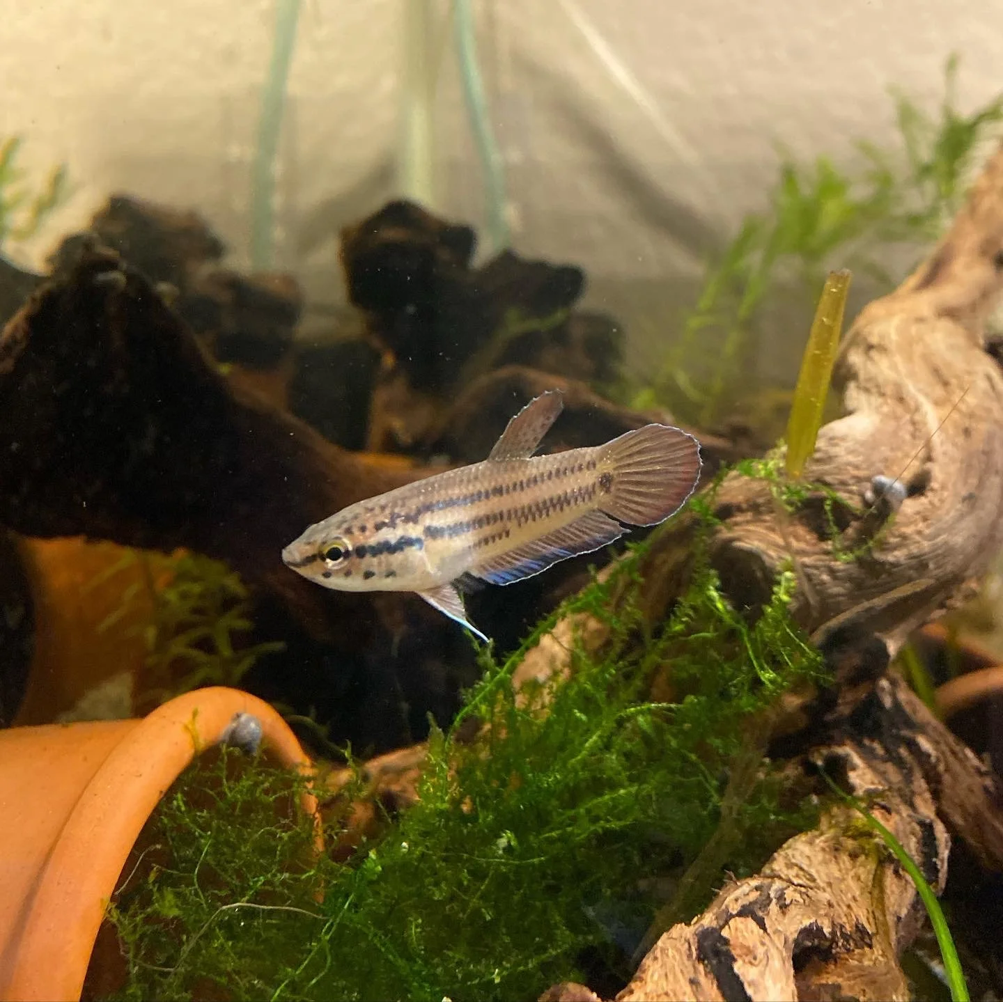 fwbettas1665445231.jpg