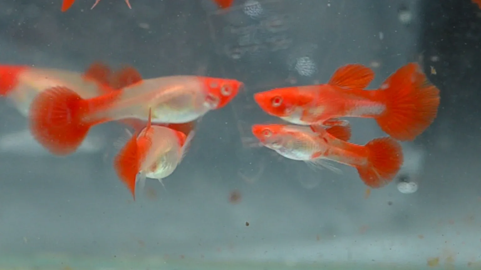 Albino Red Koi (PAIR)