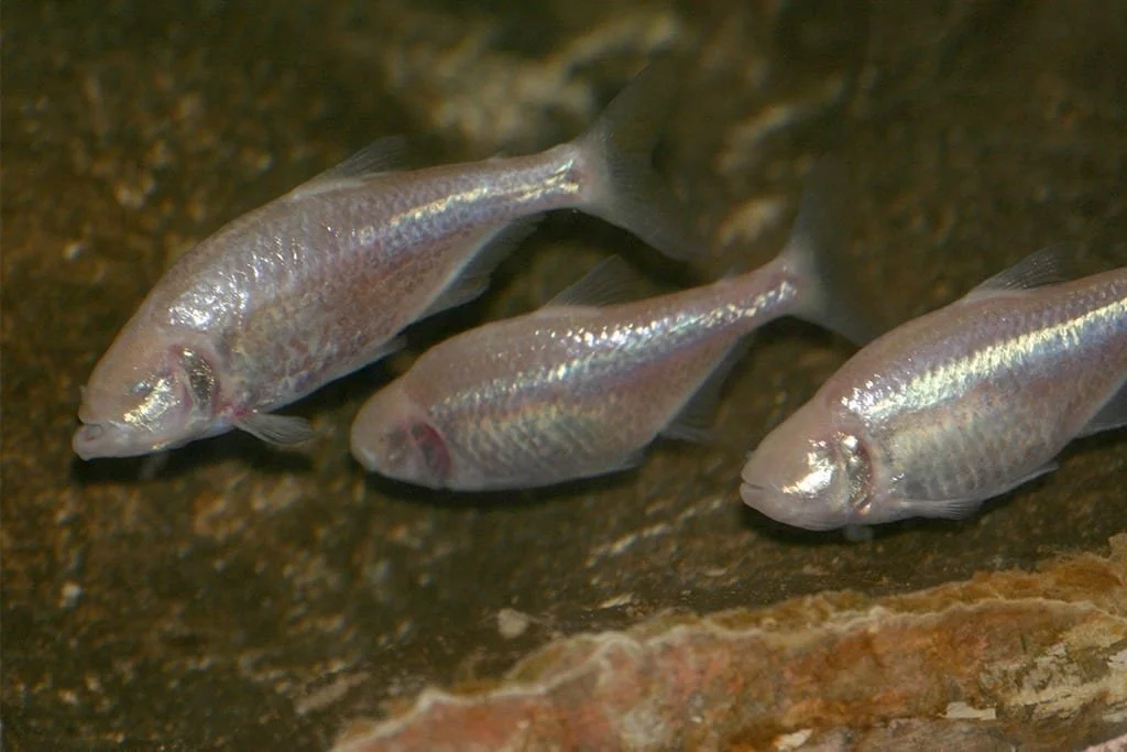 blind-cave-fish-2.jpg