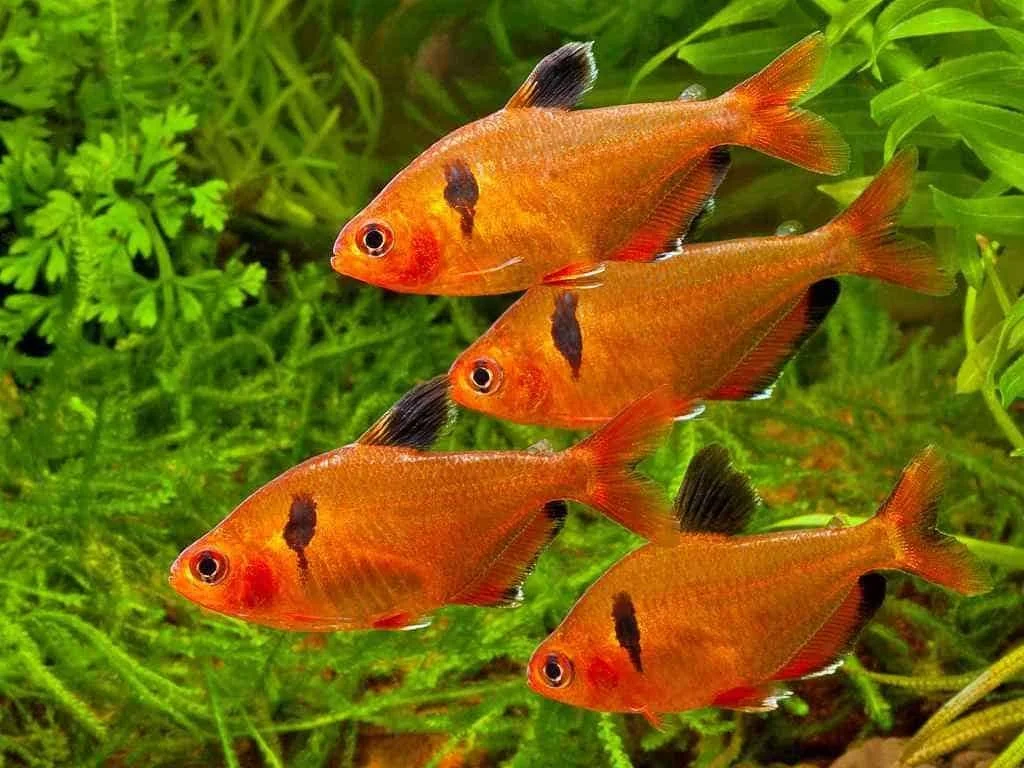 Hyphessobrycon_eques2-1024x768.jpg