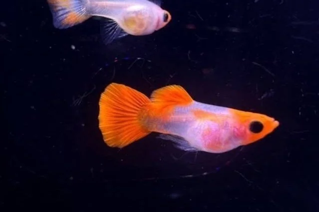 Glass Belly Red Koi (PAIR)