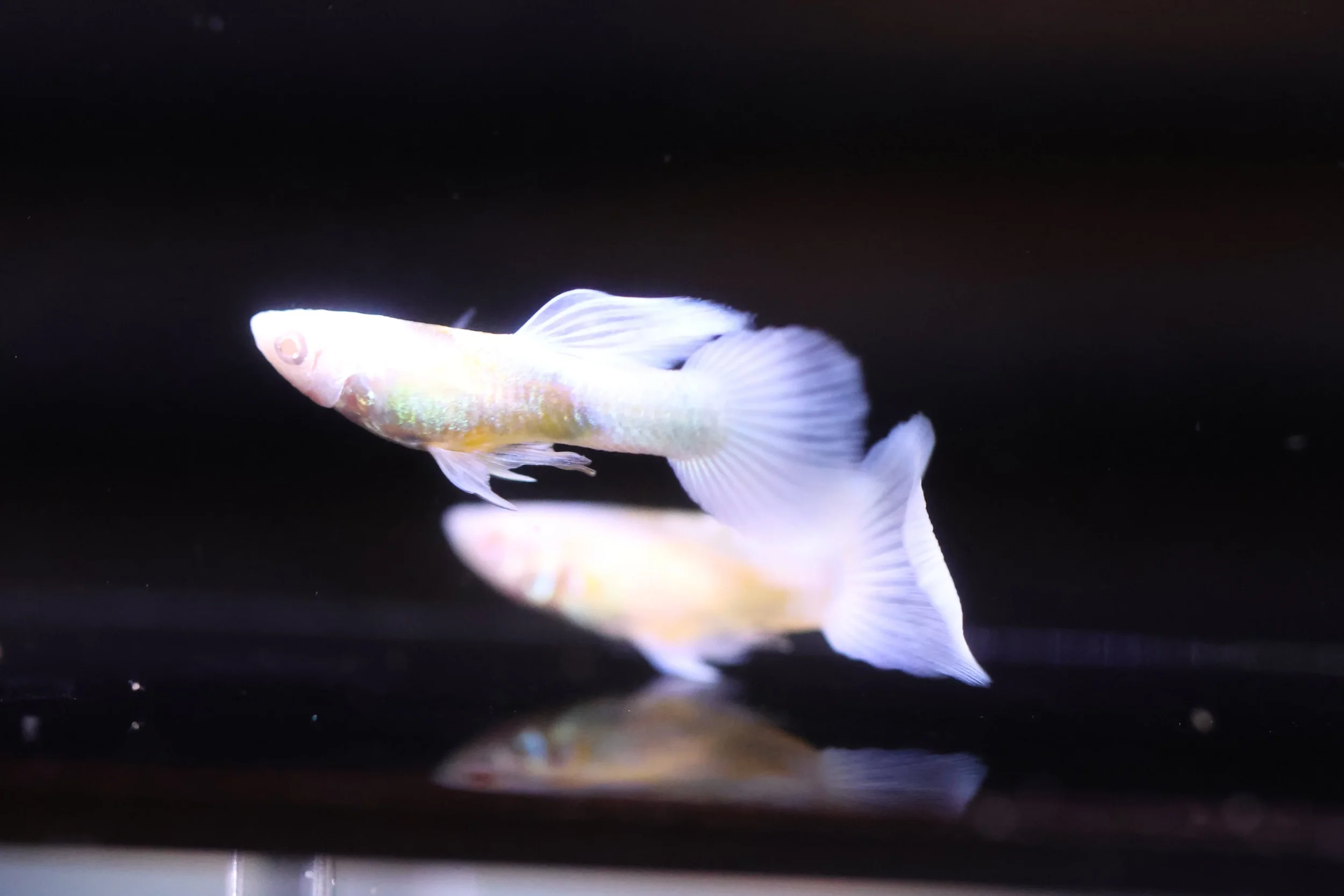 Albino White Koi (PAIR)
