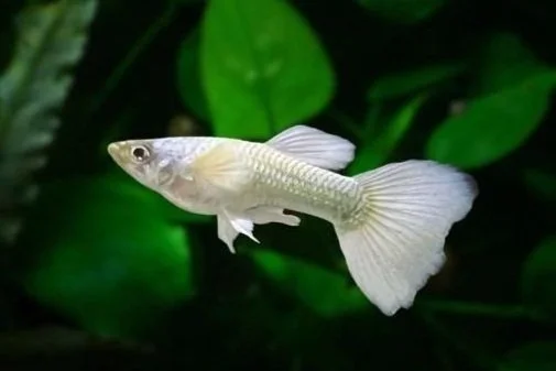 Polar Bear Guppy (PAIR)