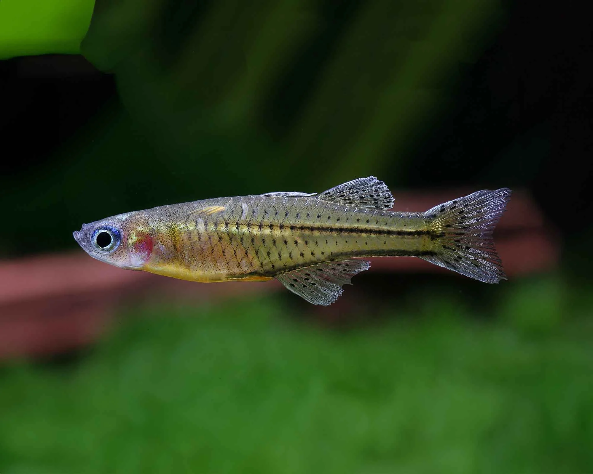 Garnelio-Zierfische-Geflecktes-Blauauge-Pseudomugil-gertrudae.jpg