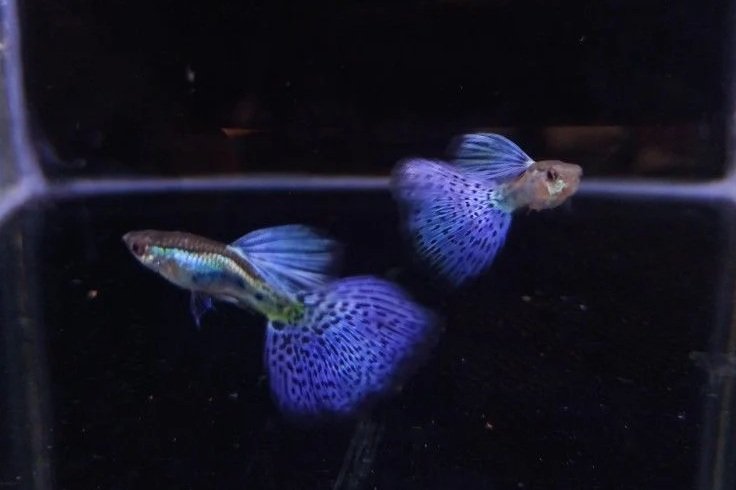 Purple Grass Guppy (PAIR)