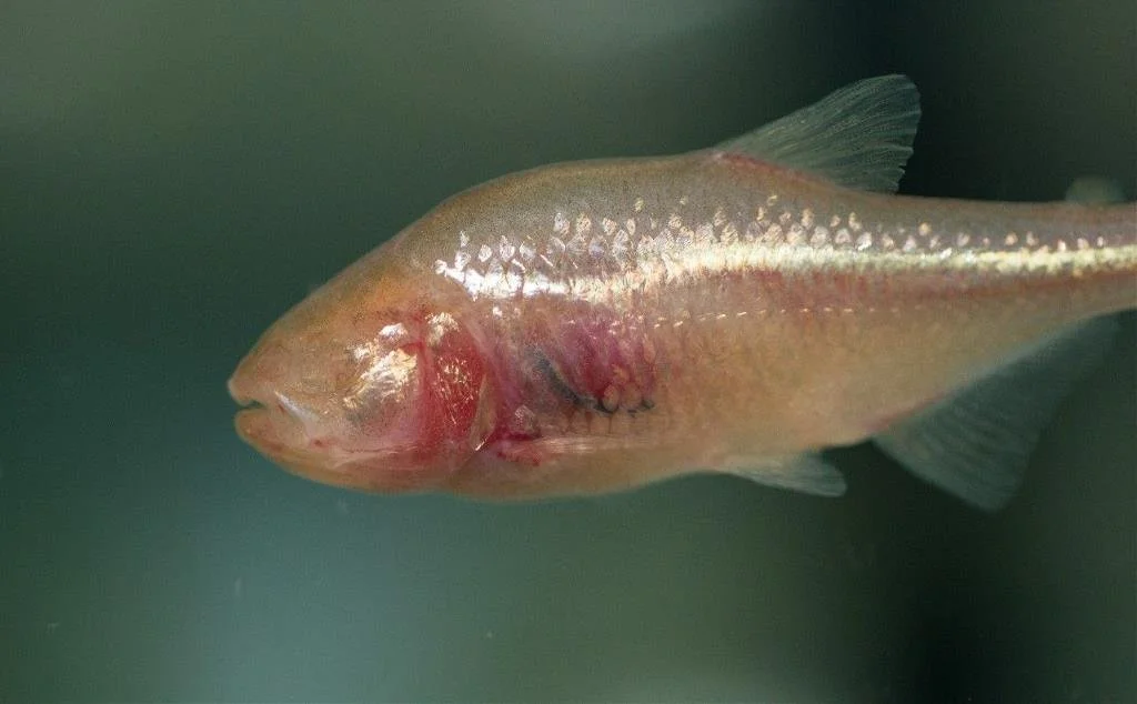 cavefish-compressor.jpg