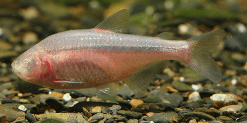 Blind-Cave-Tetra-500x250.png