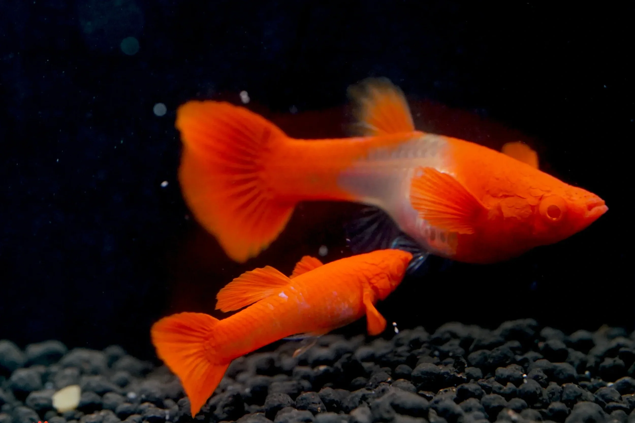 Albino Red Koi Red Ears (PAIR)
