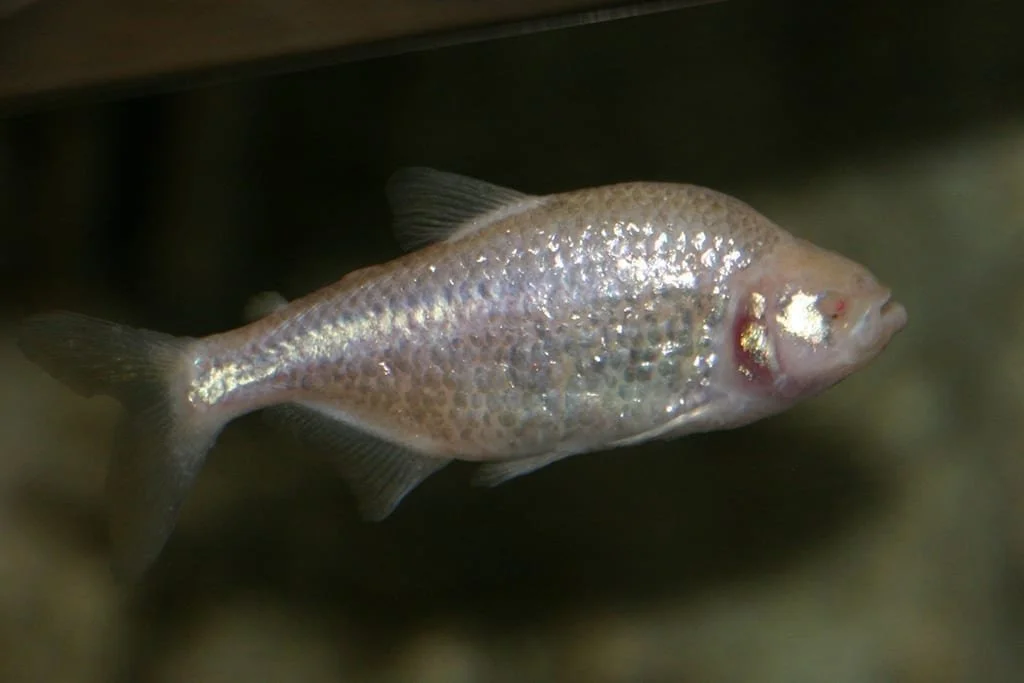 blind-cave-fish-3.jpg