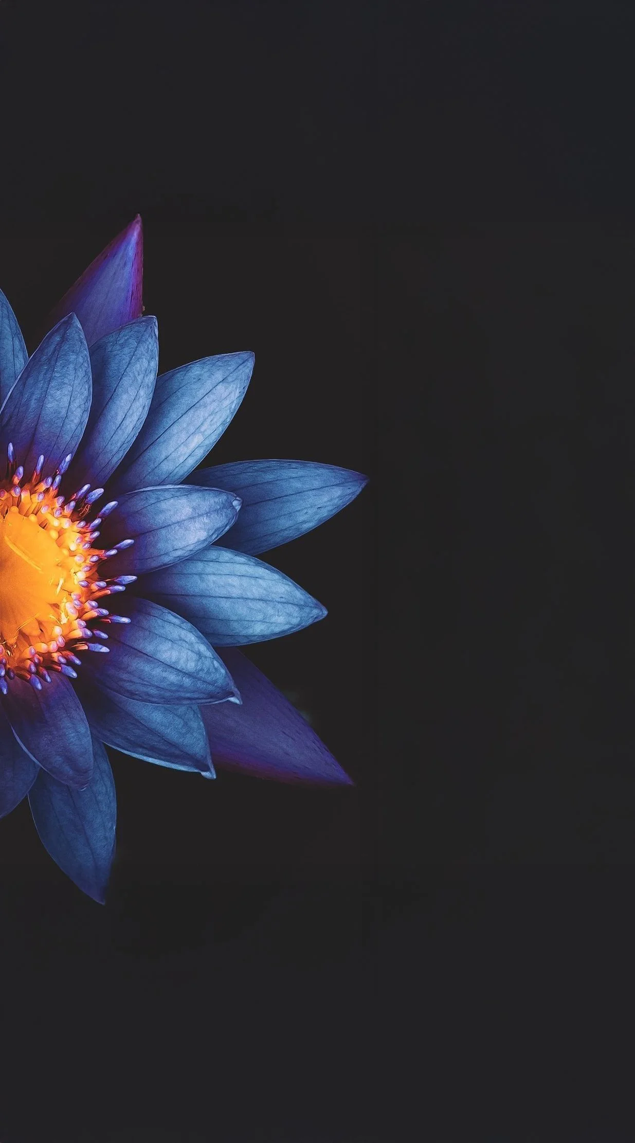 blue lotus sound bath