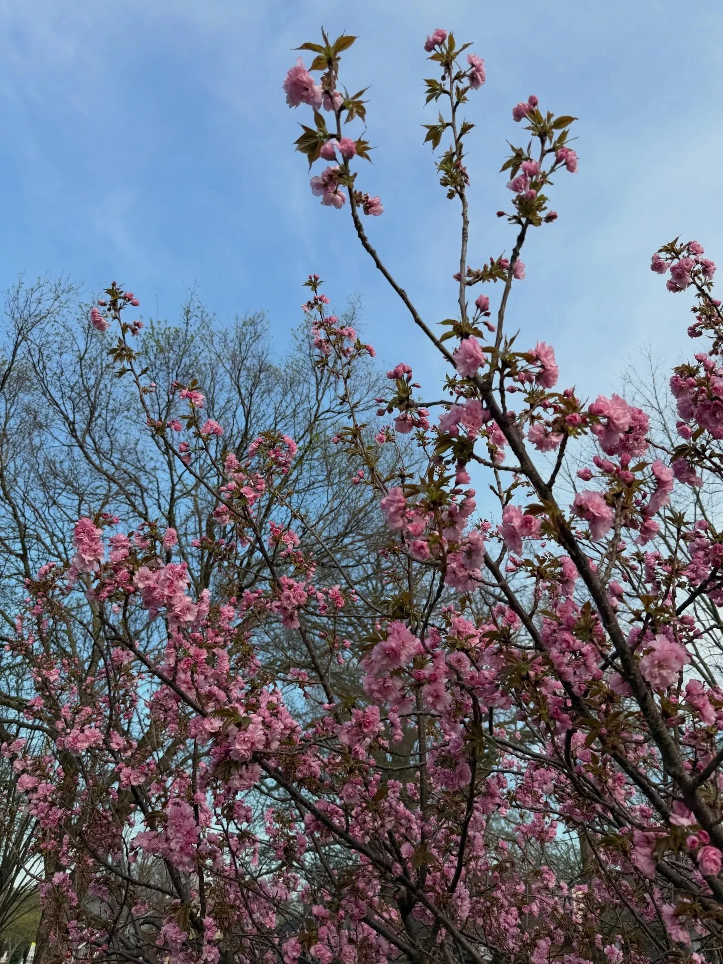 Happy Spring 🌸 &amp; an unfortunate welcome to construction season 😭 

Center Ridge is FULLY under construction until at LEAST October of this year. Please give yourself an extra 10 minutes of time to get to your appointments especially if you&rsqu