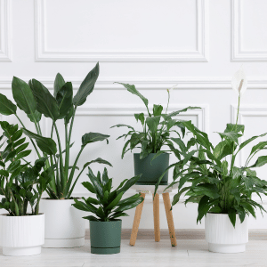 Essential Styling Package