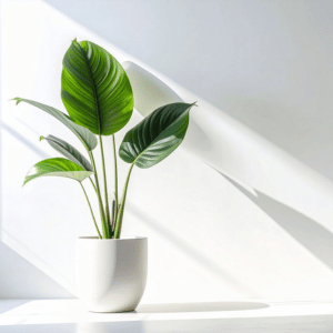 Basic Styling Pacakge