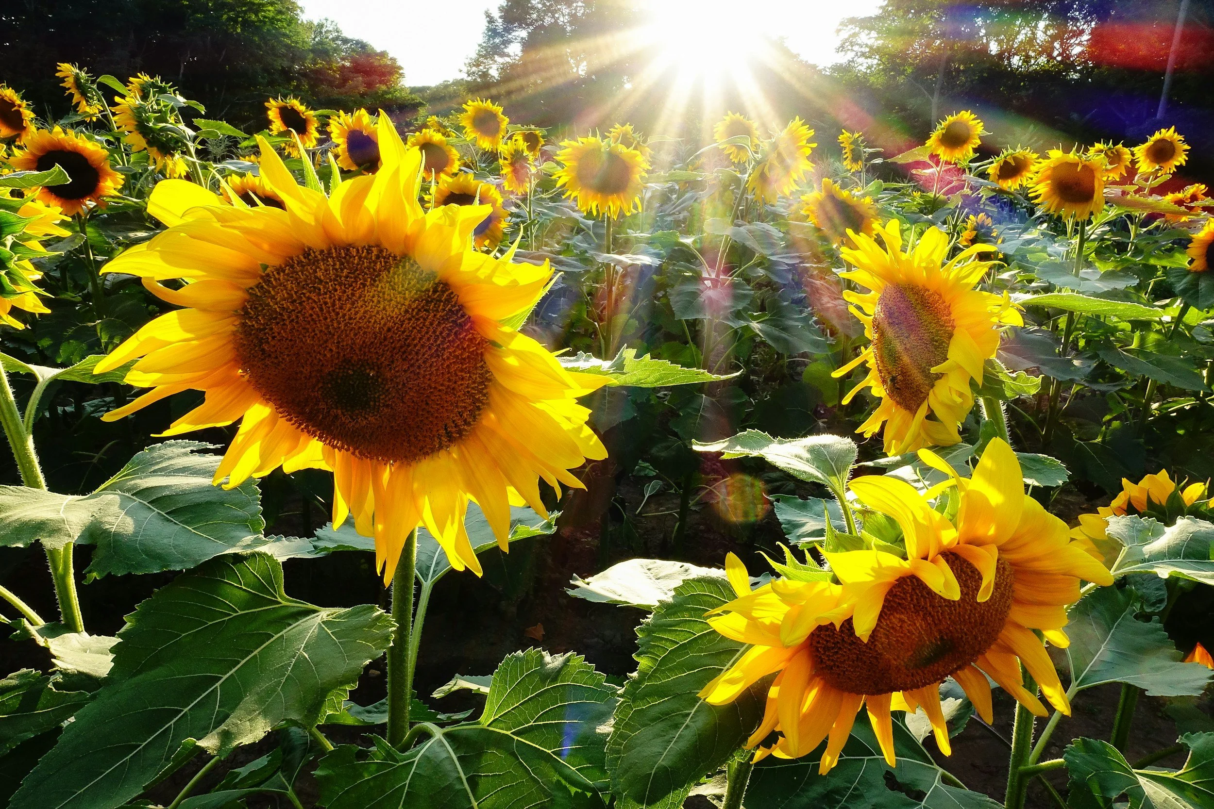 Sunflowers in late summer, san fu moxa