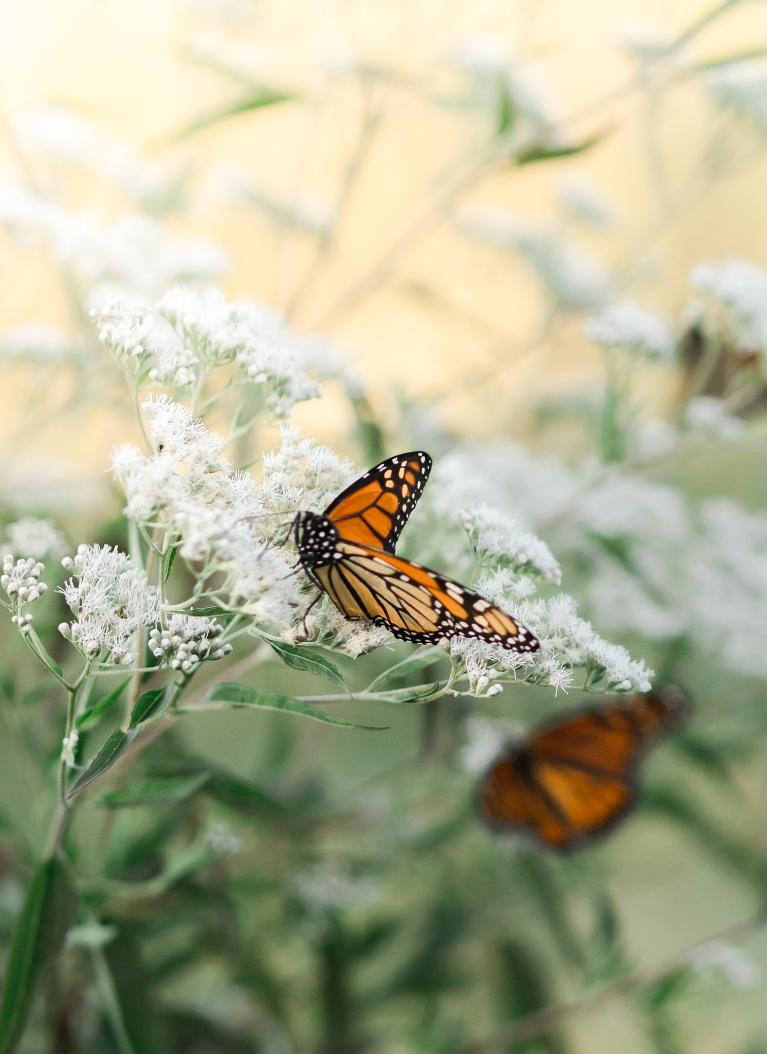Senior session at Cohutta Overlook in Chatsworth, GA