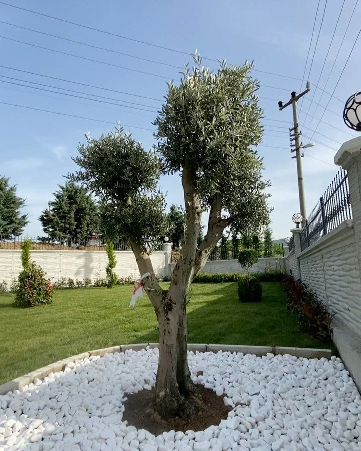 Hayalinizdeki bah&ccedil;eyi ger&ccedil;eğe d&ouml;n&uuml;şt&uuml;r&uuml;yoruz🌿 Proje tasarımından anahtar teslim uygulamaya kadar her adımı &ouml;zenle planlıyor ve hayata ge&ccedil;iriyoruz. ✨

Yaşam alanınıza değer katan tasarımlarımızla yanınızd