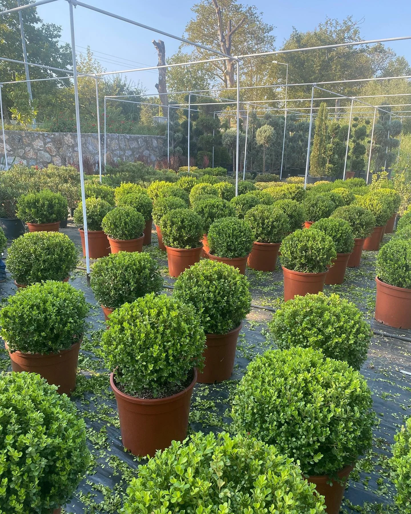 Buxus Sempervirens 'Rotundifolia'🌳🌳#yalova #ağa&ccedil; #peyzaj #şimşir #buxus #bakım