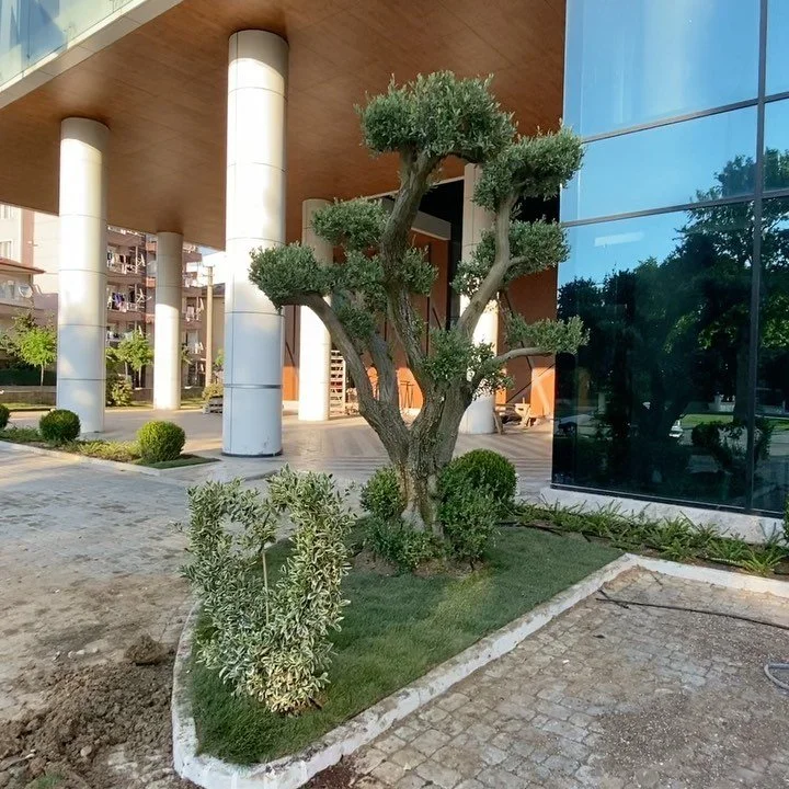 @yalovatso Uygulamamız 🌳🌿🍁 #peyzaj #ağa&ccedil; #rulo&ccedil;im #uygulama #ticaretodası #yalova #termal #&ccedil;ınarcık #&ccedil;amağacı #zeytinağacı