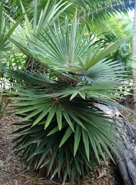 Coccothrinax-borhidiana-Borhidi-Palm-441x600.jpg