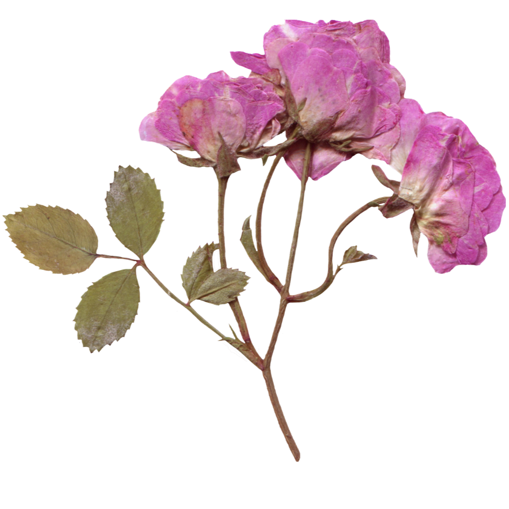 Dried rose aphrodisiacs