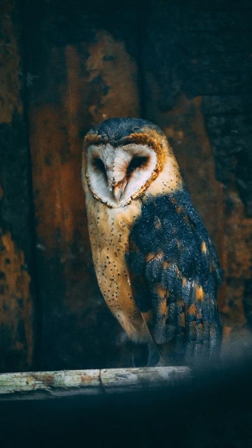 OWL Counselling Services North Bay and Huntsville Ontario