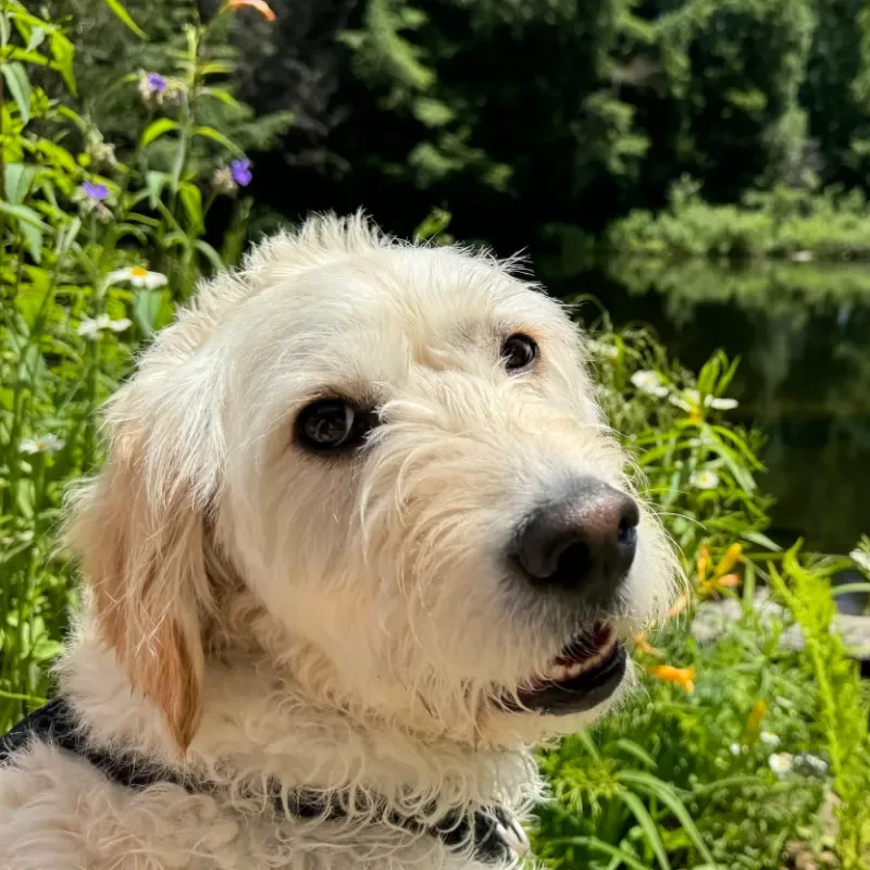 Arya Sinclair - loving support dog - OWL Counselling Huntsville Ontario