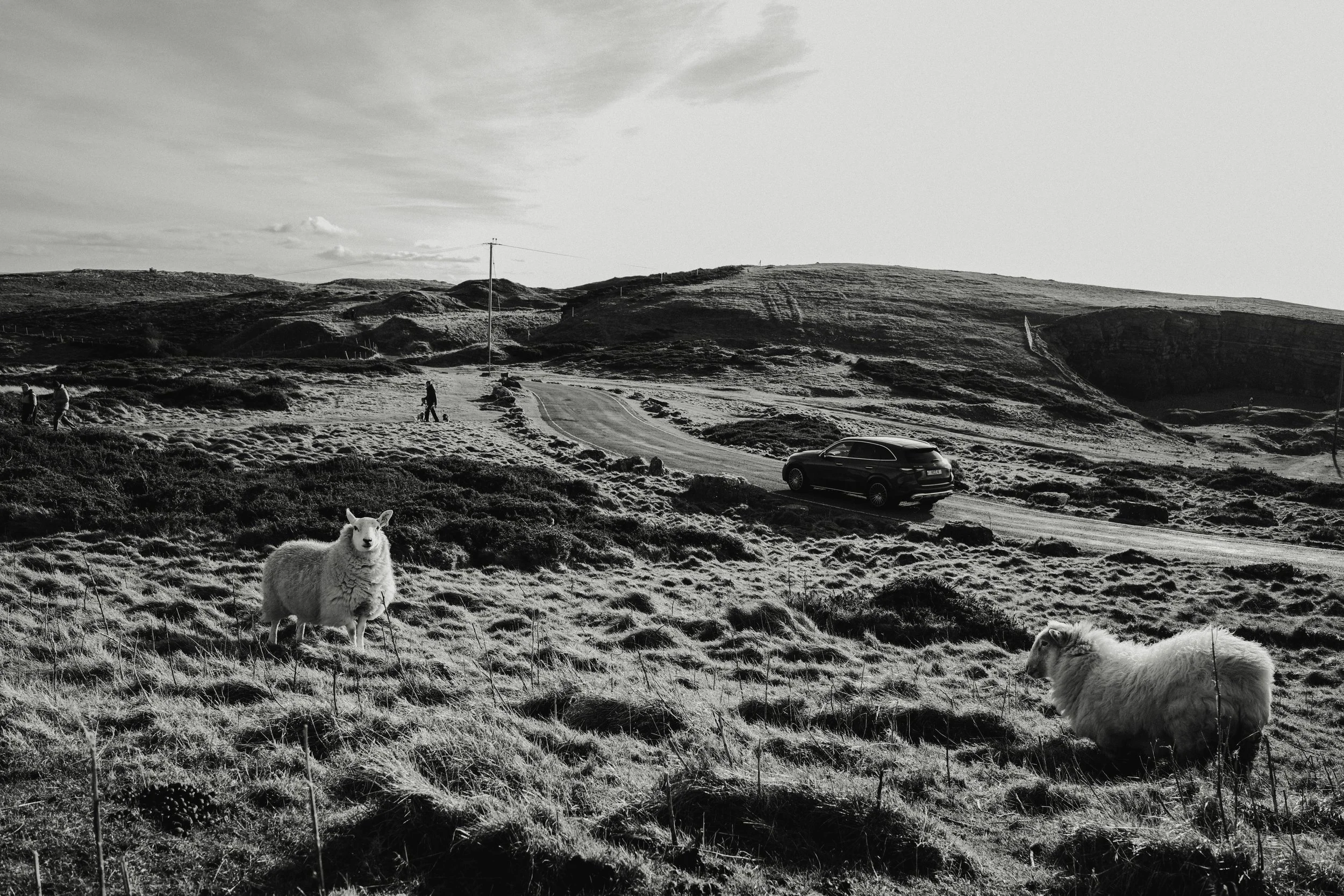 A BAD WORLD FOR ANIMALS II