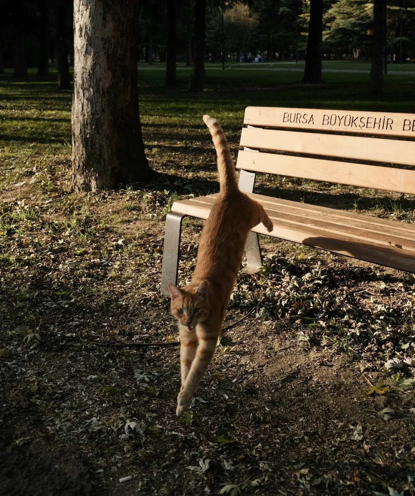 Why Are Animal Stories Almost Always Written for Humans?